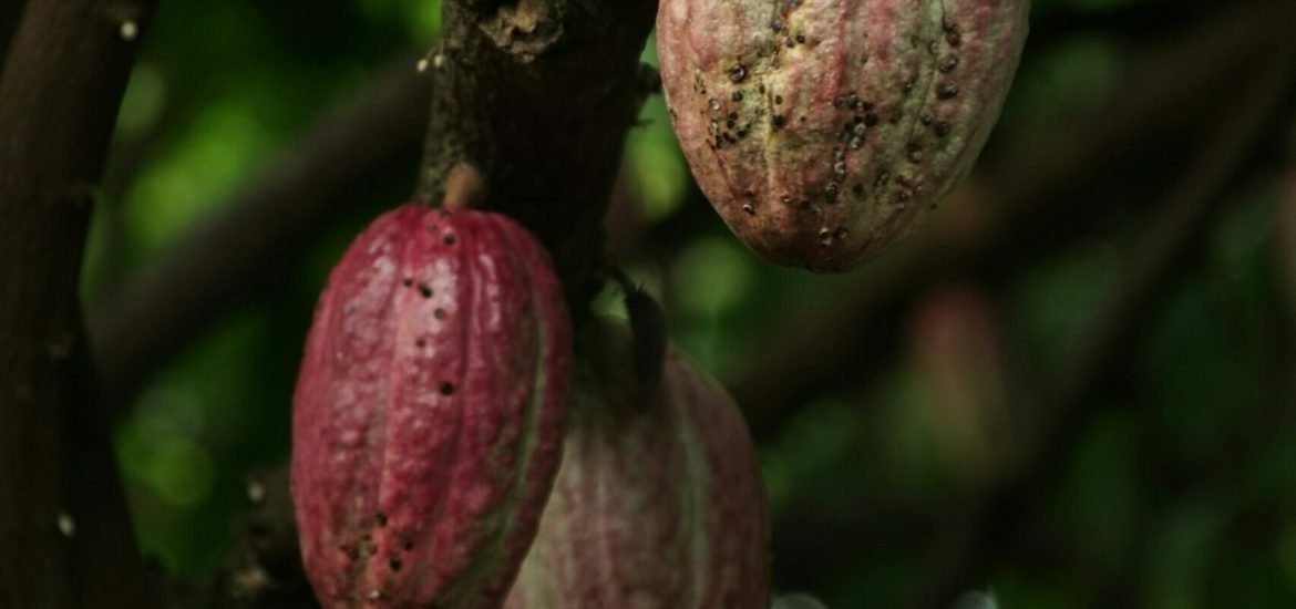 prezzo cacao